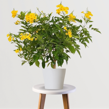 Yellow Tecoma flowering plant